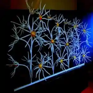 حفاظ گل آفتابگردان در خرم آباد