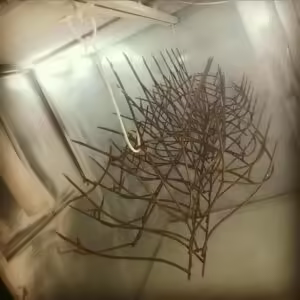 حفاظ شاخ گوزنی چیست در خرم آباد