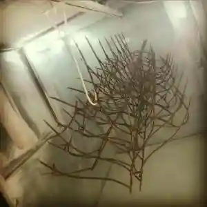 حفاظ شاخ گوزنی چیست در خرم آباد