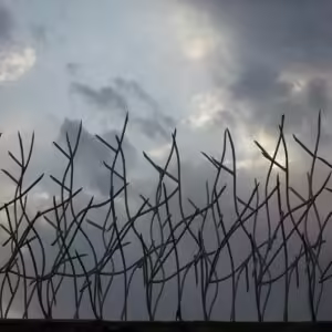 حفاظ شاخ گوزنی تراکم 22 اقتصادی در خرم آباد