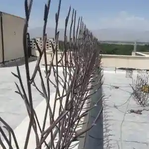 حفاظ شاخ گوزنی تراکم 31 در خرم آباد