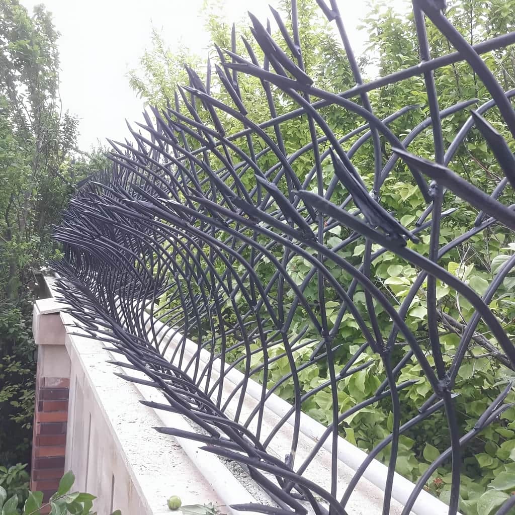 بررسی حفاظ غنچه ای در خرم آباد